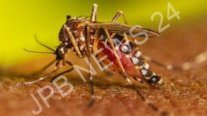 Read more about the article जानिए डेंगू से बचने के लिए क्या करें और क्या न करें। Know the do’s and don’ts to avoid dengue.