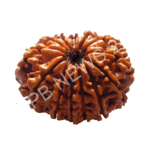 Read more about the article जानिए बारह मुखी रुद्राक्ष के फायदे। Know the benefits of twelve mukhi rudraksha.