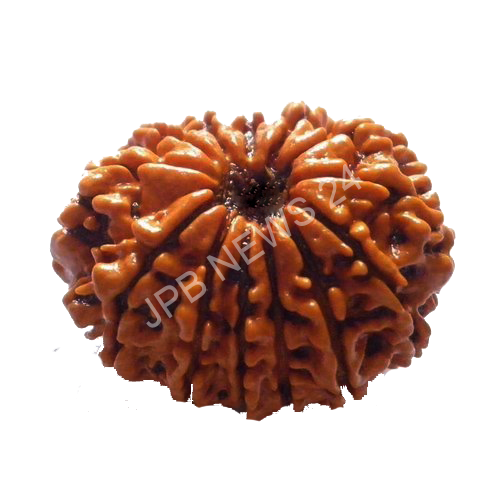 जानिए बारह मुखी रुद्राक्ष के फायदे। Know the benefits of twelve mukhi rudraksha.