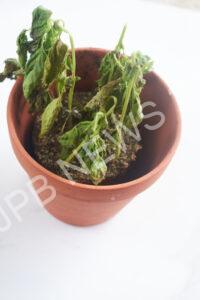 Read more about the article अगर तुलसी का पौधा सूख जाए तो इस नियम का पालन करें और उसे गमले से हटा दें। If the basil plant dries up, follow this rule and remove it from the pot