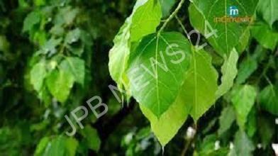 ऐसे करें पीपल और पान के पत्ते का उपाय, मिलेगा शुभ फल - Do the remedy of peepal and betel leaves in this way, you will get auspicious results