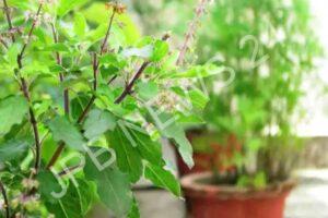 Read more about the article जानिए तुलसी का पौधा घर में किस दिशा में रखने से शुभ फल मिलता है। Know in which direction keeping the tulsi plant in the house gives auspicious results