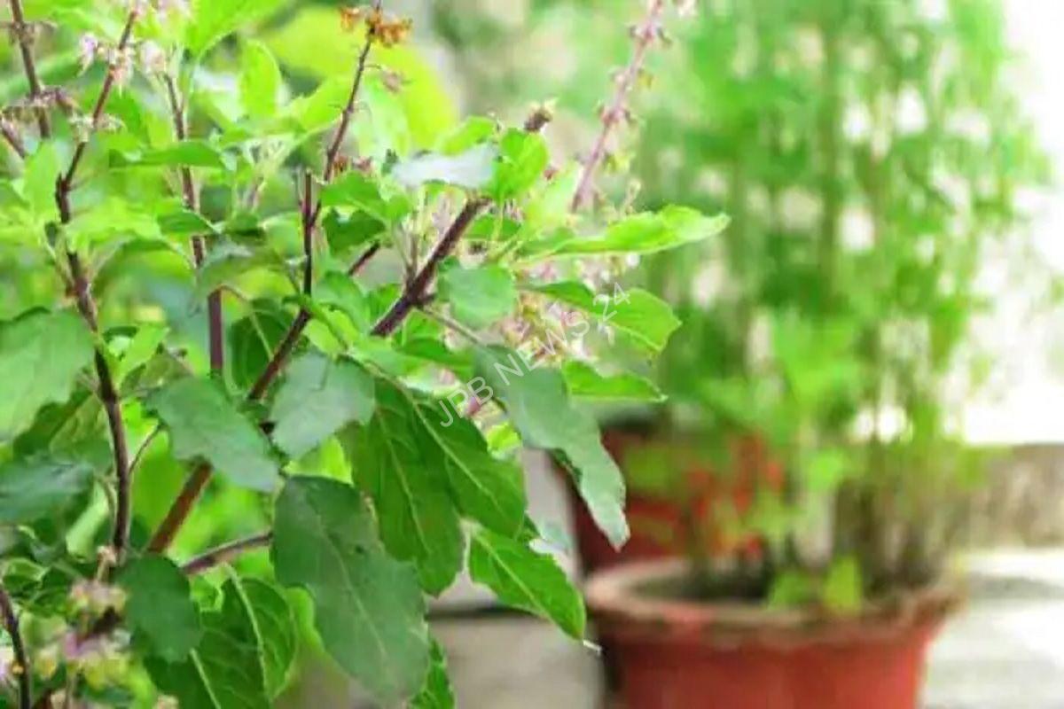 जानिए तुलसी का पौधा घर में किस दिशा में रखने से शुभ फल मिलता है। Know in which direction keeping the tulsi plant in the house gives auspicious results