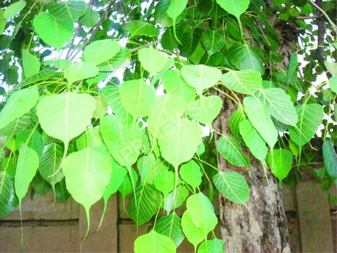 जानिए पीपल के पत्तों से किन समस्याओं से छुटकारा पाया जा सकता है। Know which problems can be relieved by peepal leaves