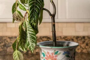 Read more about the article नए साल की शुरुआत से पहले अपने घर से हटा दें ये 5 चीजें, नहीं तो पूरे साल नहीं होगी बरकत – Remove these 5 things from your house before the beginning of the new year, otherwise you will not be blessed throughout the year