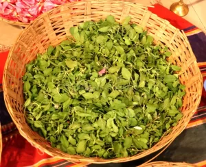 Read more about the article जानिए कि लड्डू गोपाल को चढ़ाई गए तुलसी की मंजरी का क्या करना चाहिए। Know what should be done with the basil leaves offered to laddu gopal