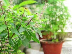 Read more about the article जानिए तुलसी के पौधे से मंजरी कब तोड़नी चाहिए – Know when to pluck the manjari from the basil plant