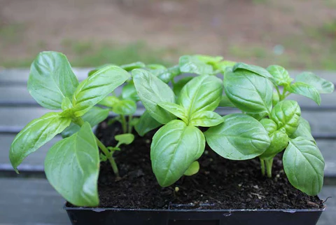 जानिए तुलसी का पौधा लगाने के सही समय के बारे में - Know about the right time to plant basil plant