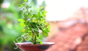 Read more about the article घर में तुलसी का पौधा लगाने से पहले जान लें ये धार्मिक नियम, बनी रहेगी परिवार में खुशहाली – Before planting tulsi plant in the house, know these religious rules, there will be happiness in the family