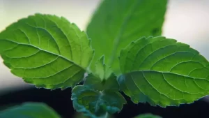 Read more about the article विजया एकादशी के दिन तुलसी के साथ नहीं करनी चाहिए ये गलती, माना जाता है अशुभ – This mistake should not be made with tulsi on the day of vijaya ekadashi, it is considered inauspicious