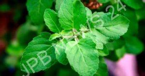 Read more about the article जानिए रोजाना तुलसी के पत्ते चबाने के 5 स्वास्थ्य लाभ – Know 5 health benefits of chewing basil leaves daily