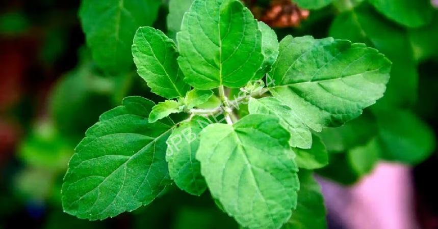 जानिए रोजाना तुलसी के पत्ते चबाने के 5 स्वास्थ्य लाभ - Know 5 health benefits of chewing basil leaves daily