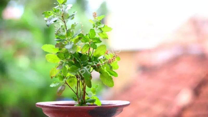 घर में तुलसी का पौधा: शुभ और अशुभ संकेत, जानें उपाय - Tulsi plant in the house: auspicious and inauspicious signs, know the remedies