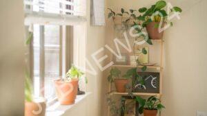 Read more about the article घर में इन चीजों को रखने से बढ़ेगी सकारात्मकता, मिलेगा सुख-शांति और समृद्धि – Keeping these things in the house will increase positivity, bring happiness, peace and prosperity