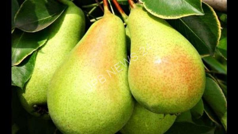 Read more about the article बाबूगोशा में कौन-कौन से विटामिन होते हैं? जानिए इस रसीले और मीठे फल के जबरदस्त फायदे – Which vitamins are present in babugosha? Know the tremendous benefits of this juicy and sweet fruit