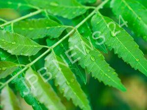 Read more about the article रोज सुबह खाली पेट चबाएं नीम की 2-3 पत्तियां, कई बीमारियां होंगी दूर, जानें इसके जबरदस्त फायदे – Chew 2-3 neem leaves every morning on an empty stomach, many diseases will be cured, know its tremendous benefits