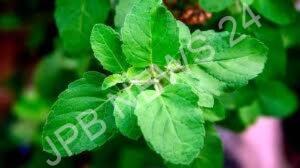 Read more about the article तुलसी के पास भूलकर भी न रखें ये चीजें, वरना घर में बढ़ सकती है नकारात्मक ऊर्जा – Do not keep these things near tulsi plant, otherwise negative energy can increase in the house